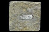Crinoid Crown (Phanocrinus) Fossil - Anna, Illinois #95201-1